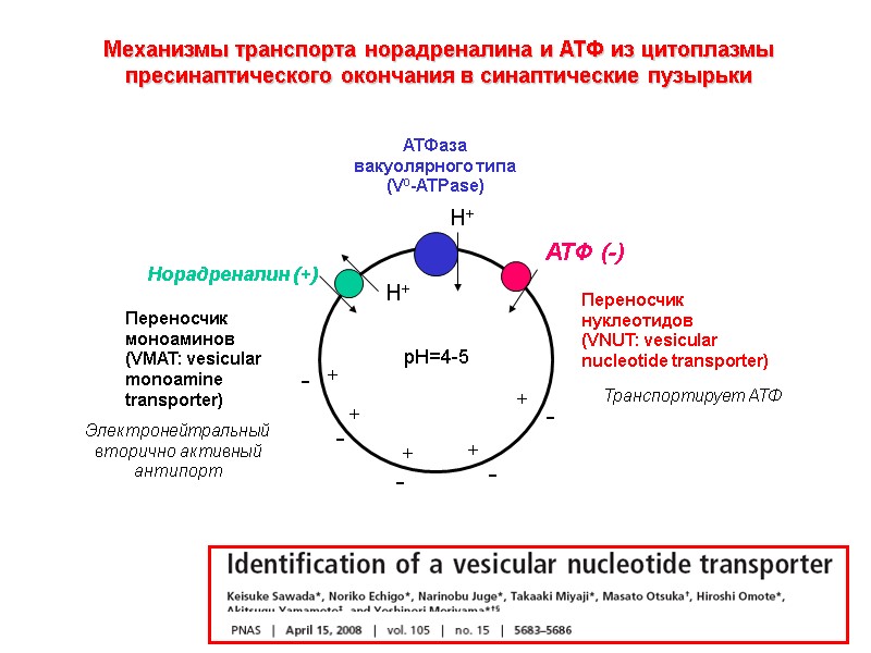 Переносчик нуклеотидов (VNUT: vesicular nucleotide transporter) Механизмы транспорта норадреналина и АТФ из цитоплазмы пресинаптического Переносчик нуклеотидов (VNUT: vesicular nucleotide transporter) Механизмы транспорта норадреналина и АТФ из цитоплазмы пресинаптического